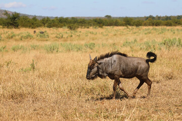 Fototapeta premium Streifengnu / Blue wildebeest / Connochaetes taurinus