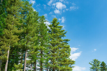 Fototapeta premium A scenic low-angle shot of tall coniferous trees with vibrant green foliage standing against a bright blue sky with soft white clouds in Furano, Hokkaido. Ideal for nature and eco concepts.