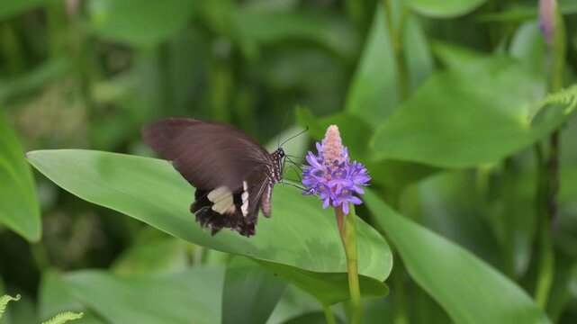 Black swallowtail butterfly sucks nectar of pickerel weed.