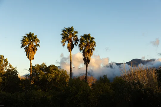 palm trees, clouds and mountain at sunrise, Stanford, South Africa