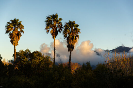 palm trees, clouds and mountain at sunrise, Stanford, South Africa