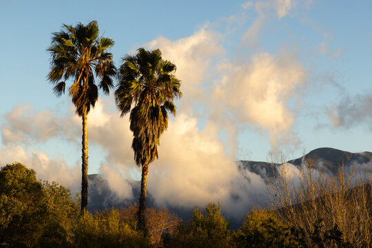 palm trees, clouds and mountain at sunrise, Stanford, South Africa