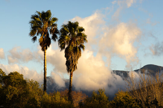 palm trees, clouds and mountain at sunrise, Stanford, South Africa