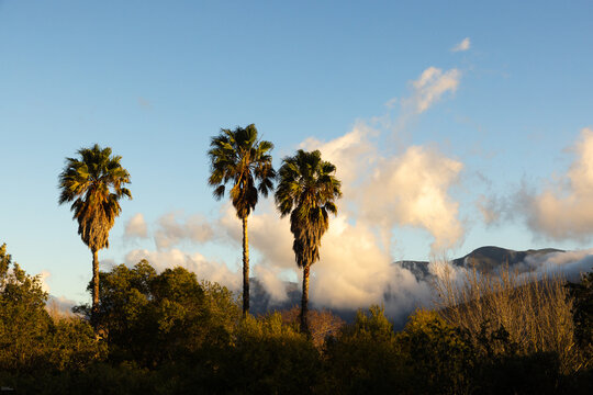palm trees, clouds and mountain at sunrise, Stanford, South Africa