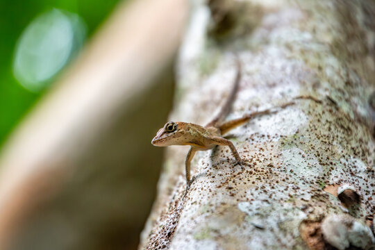 View of a small brown lizard resting on a textured tree trunk in the lush greenery of Primeval Forest National Park Nassau, New Providence, The Bahamas.