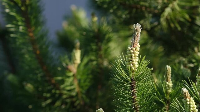 Close-up view of green pine tree branches with developing cones and new growth illuminated by sunlight, creating a vibrant natural scene