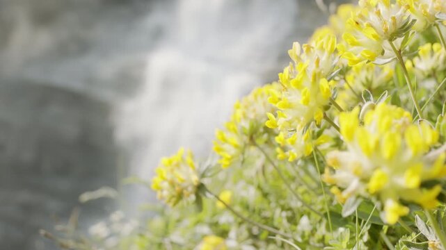 Yellow anthyllis vulneraria flowers sway in the breeze with a defocused waterfall in the background, showing a natural setting