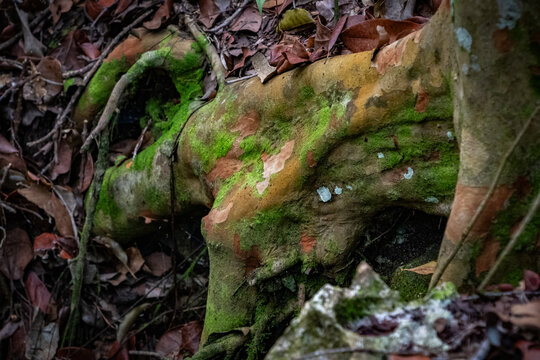 View of a thick tree root covered in green moss and lichen among dry fallen leaves on the forest floor in Primeval Forest National Park, Nassau, New Providence, The Bahamas.