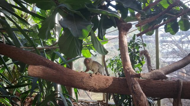Marmohiles from the North of Brazil in a tree