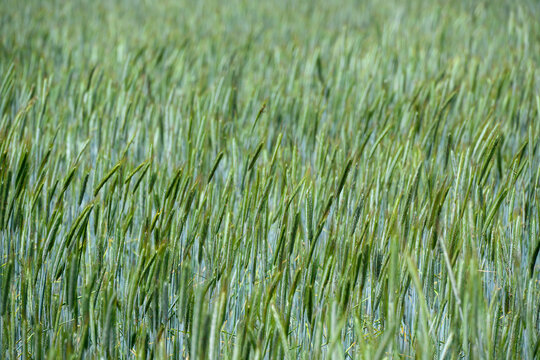 Vibrant Field of Tall presented in a natural scene in an outdoor setting, in a natural environment, under daylight, with a natural mood, suitable for wildlife, conservation.