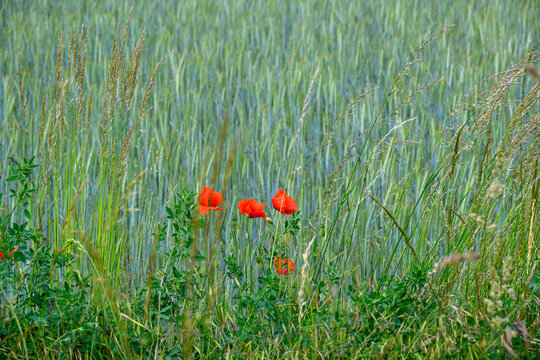 Poppy Field in the presented in a natural scene in an outdoor setting, in a natural environment, under daylight, with a natural mood, suitable for wildlife, conservation, and nature education content.