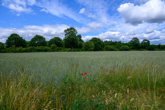 Serene Rural Landscape captured interacting naturally in an outdoor setting, in a natural environment, under daylight, with a natural mood, suitable for wildlife, conservation.