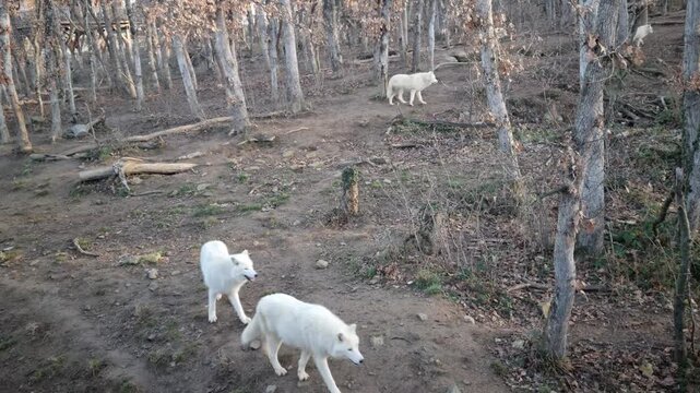 Polar wolves into the wild
