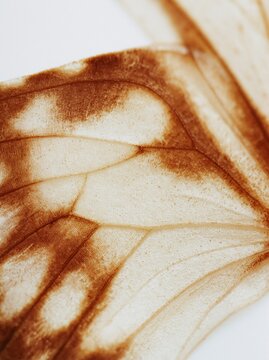Abstract macro background featuring translucent organic textures in warm sepia tones, with delicate flowing lines and layered natural patterns on a light backdrop.