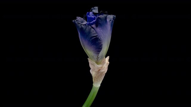 Blooming dark blue iris on a black background, timelapse