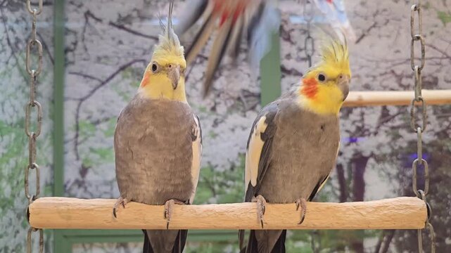 Two wild cockatiels in a cage 
