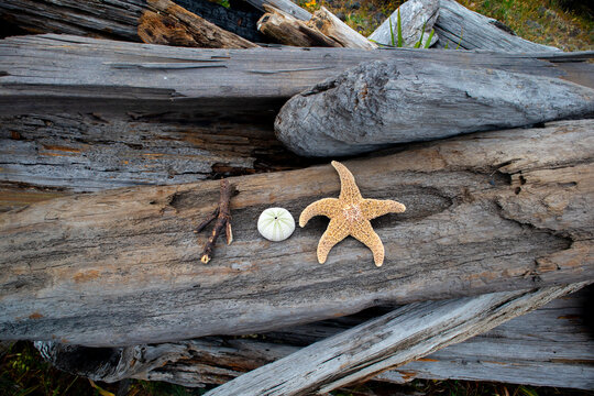 View of a starfish, sea urchin shell, and a small twig resting on weathered driftwood logs along the Lost Coast Humboldt County, California, United States.