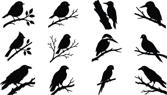 Bird Silhouette Collection Featuring Perched Songbirds Crow Parrot Kingfisher and Branch Wildlife Vector Set