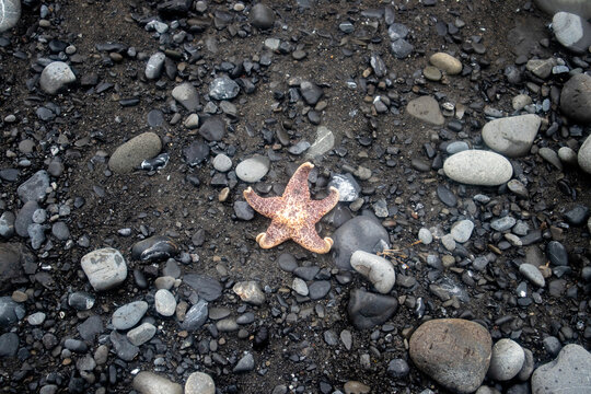 View of a starfish lying on a dark rocky beach with smooth pebbles and wet sand at the Lost Coast in Humboldt County, California, United States.