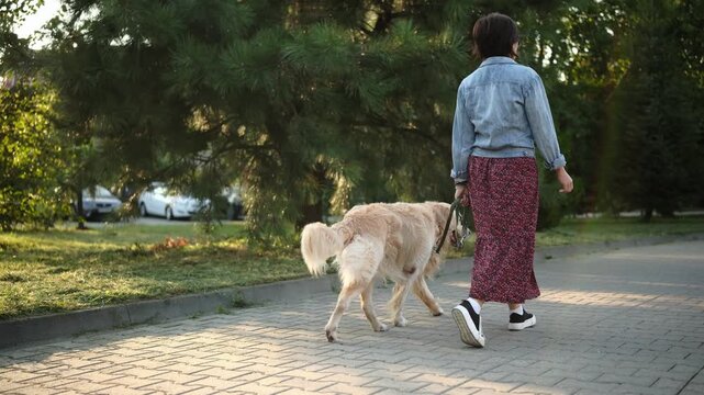 Girl Owner Walks Adorable Golden Retriever Dog On Daily Routine, Back View