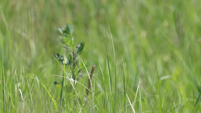 Citrine wagtail sitting on a branch