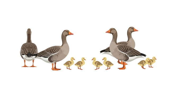 Vector illustration of four adult Greylag geese and six yellow goslings isolated on a white background. Detailed flat design of a waterfowl bird family with gander, hen, and chicks.