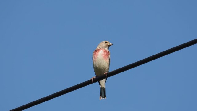 A male Common Linnet perches on a wire against a blue sky.