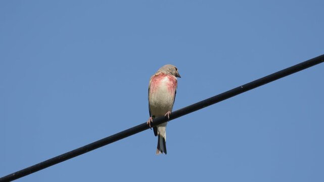 A male Common Linnet perches on a wire against a blue sky.