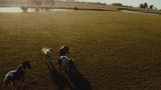 Drone Aerial View of Wild Horses in Playa Garzon Beach &ndash; Atlantic Ocean Coastal Landscape