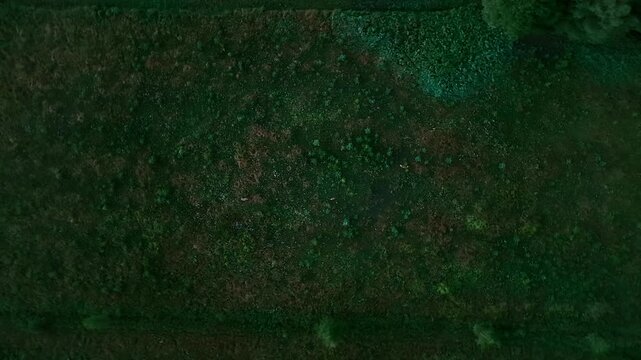 Screwdriver drone shot above wild deers in their Natural Habitat, fall evening
