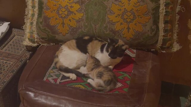 Two calico cats resting together on leather sofa with traditional Moroccan textile cushions and patterned rug