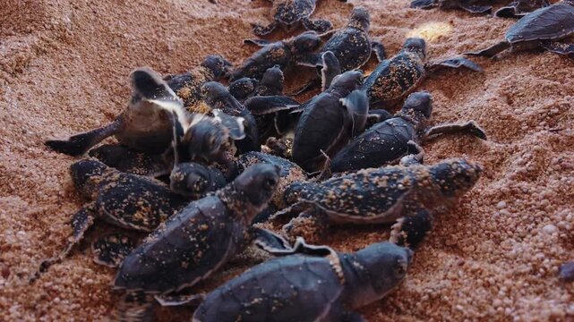 Group of Leatherback sea turtle hatchlings (Dermochelys coriacea) emerging together from sandy nest near El Faro de Bucer&iacute;as beach on the Costa Michoacana, Michoac&aacute;n, Mexico. Close up documentary shot