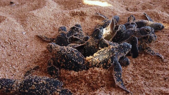 Close up documentary shot of Leatherback baby sea turtle hatchlings emerging from sandy nest at El Faro de Bucer&iacute;as beach, Michoac&aacute;n.