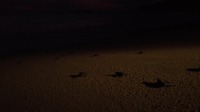 Wide follow shot of sea turtle hatchlings crawling across illuminated beach at night toward the Pacific Ocean in El Faro de Bucer&iacute;as. Wildlife conservation release program