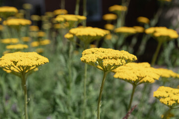 Yellow flower clusters of common yarrow (Achillea millefolium) growing in a naturalistic perennial border. The cheerful blooms and soft summer atmosphere make the image suitable for ecological landsca © Tatsiana