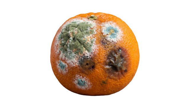 Orange fruit decomposing with green and blue mold, showing decay and rotten food on transparent background