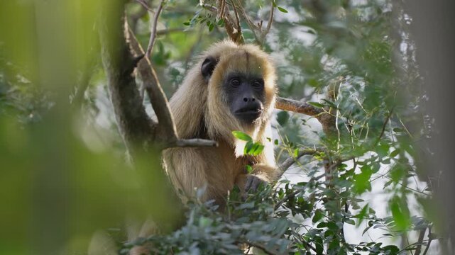 A black howler monkey sits among dense foliage, appearing contemplative. Ideal for wildlife documentaries or educational content.