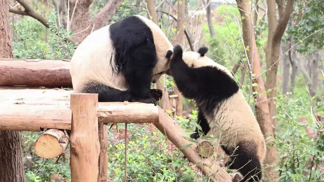 Two playful panda, playing fighting on the wood structure, Chengdu, China
