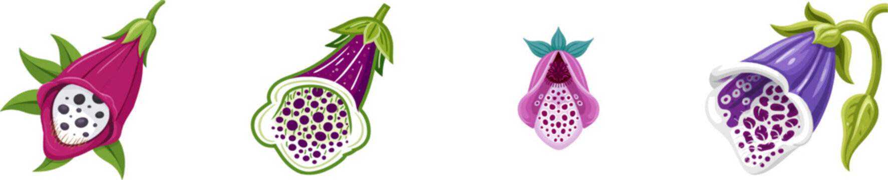 A dissected digitalis foxglove blossom reveals intricate dark purple spots and hairs inside its lower nectary against a solid white background