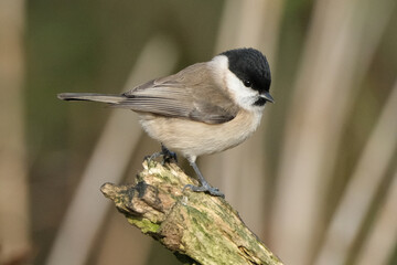 Willow tit (Poecile montanus) perched on a mossy branch in a forest background, beautiful small songbird close up © Badr