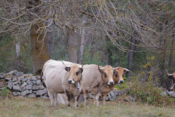 Obraz premium cows in a pasture