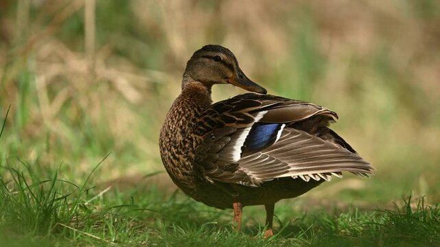Female Mallard Preening Feathers On The Forest Path
