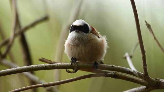 Little Bird Perching On Branch Sings In Spring