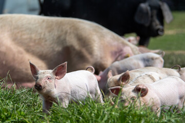 Danish sweet organic pigs and piglets playing and eating in their freedom in nature. © bettysphotos