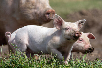 Danish sweet organic pigs and piglets playing and eating in their freedom in nature. © bettysphotos