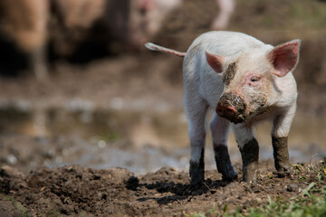 Danish sweet organic pigs and piglets playing and eating in their freedom in nature. © bettysphotos