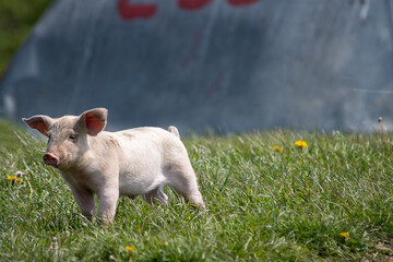 Danish sweet organic pigs and piglets playing and eating in their freedom in nature. © bettysphotos