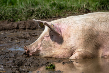 Danish sweet organic pigs and piglets playing and eating in their freedom in nature. © bettysphotos