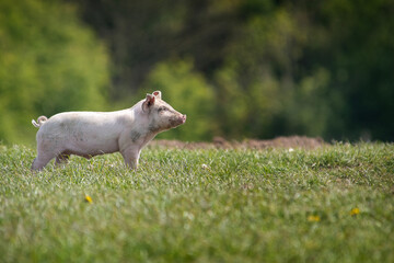 Danish sweet organic pigs and piglets playing and eating in their freedom in nature. © bettysphotos