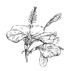 Obraz premium Hibiscus flower branch with full bloom bud and falling petal. Hand drawn ink line art botanical sketch isolated on white for luxury perfume packaging, skincare logo, and floral tattoo design